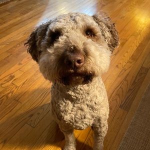 Meet your Posher, Joshua